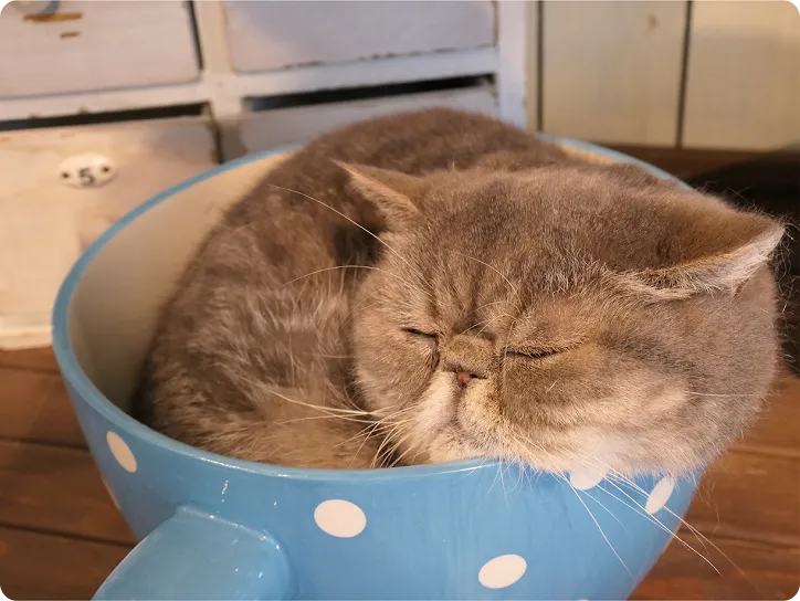 スマホで撮影した、器の中で眠る猫の写真